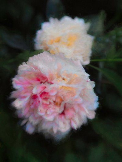 Summer Peonies by Helen White